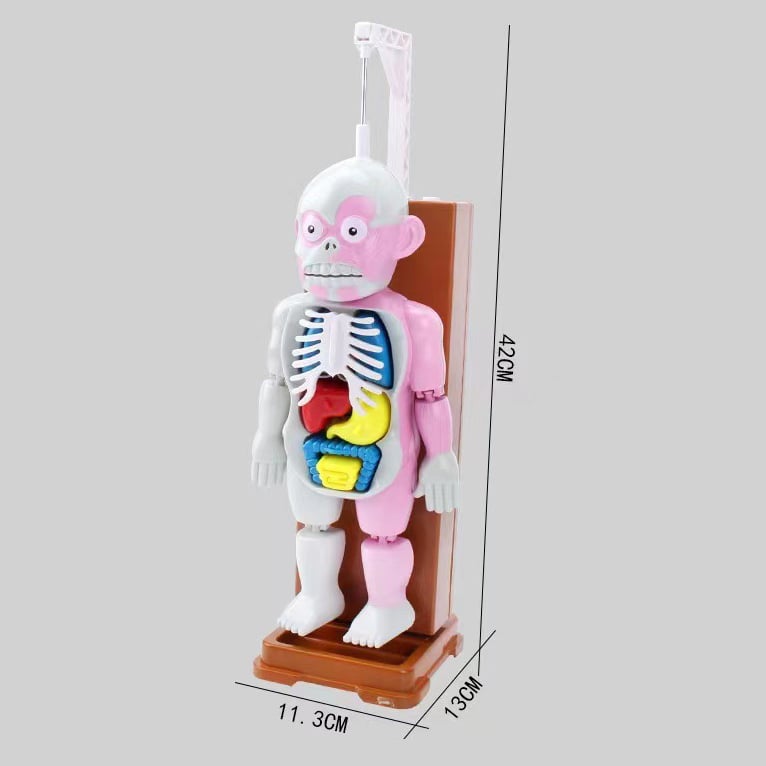 ☠️Mannequin Eject Educational Toy 🎁Halloween Gift
