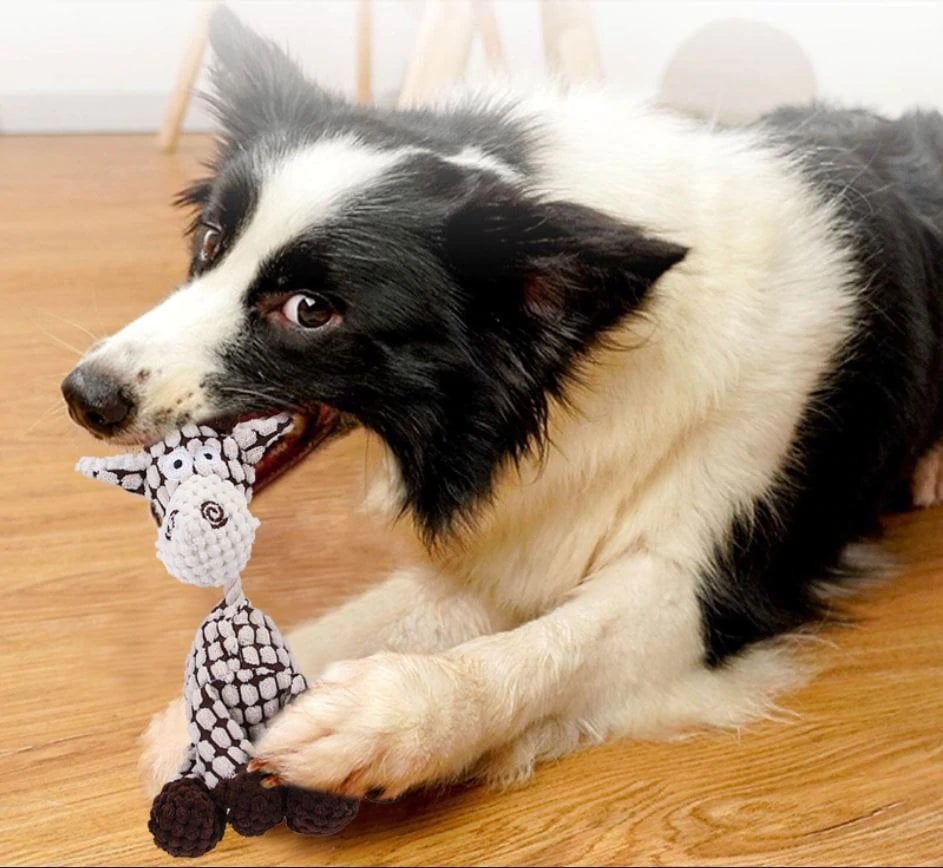 Dog teeth grinding🎁plush sound toy