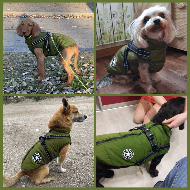 🔥Specially designed for pets🔥 Waterproof winter jacket with built-in harness