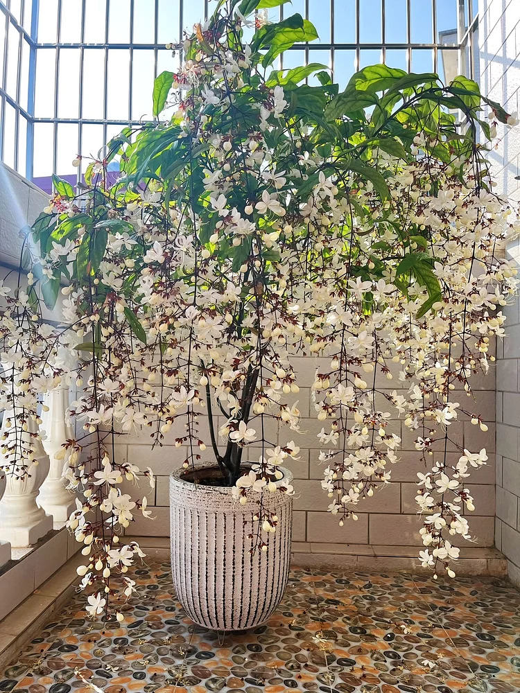 🔥 2024 Garden Must-Have 🌾  Perennial weeping jasmine seeds