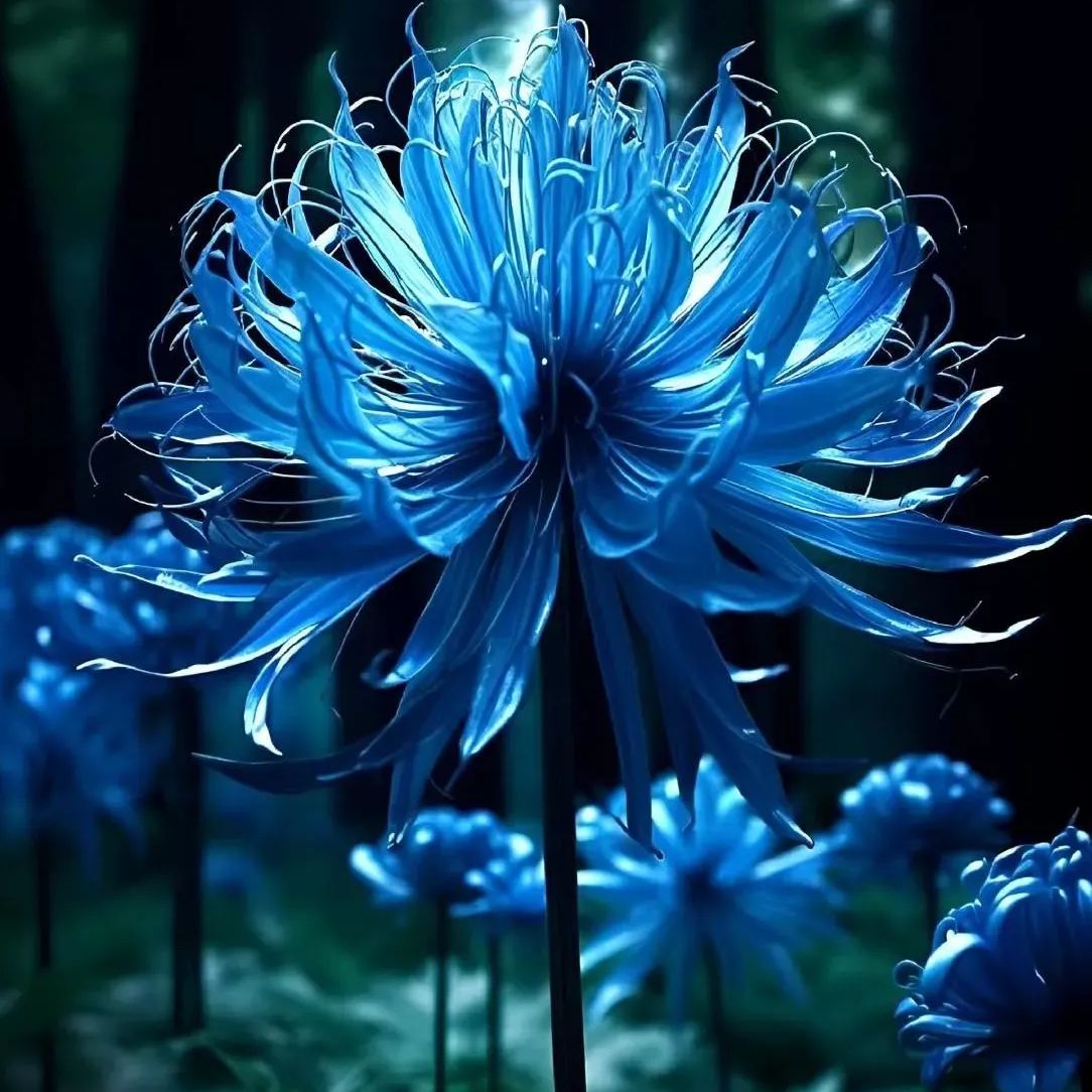 💙Blue Spider Lily Bulbs: Where Mystery Meets Beauty