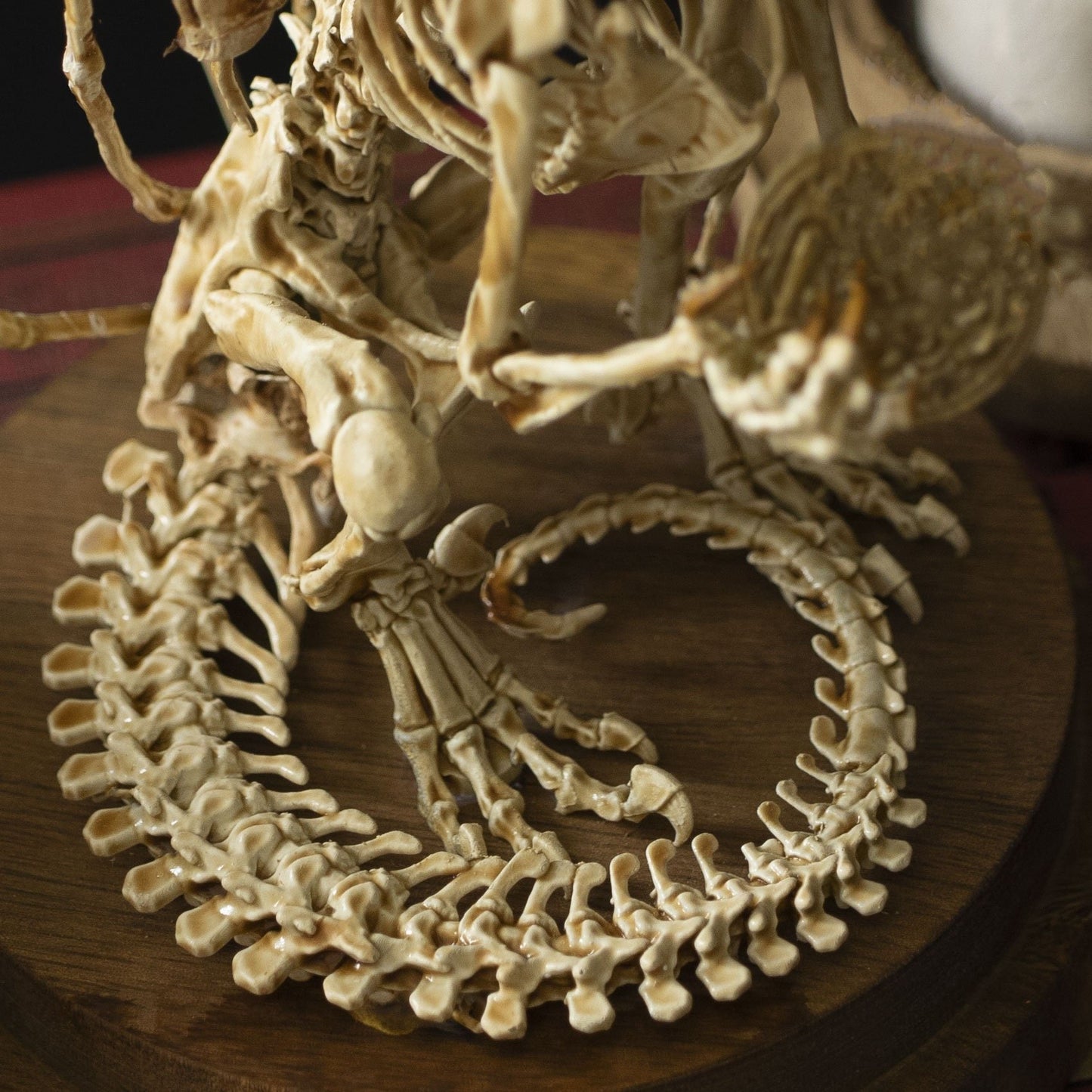 🔥🔥🔥Holiday Day Promotion 40% OFF WENDIGO SKELETON CURIOSITY CABINET  - Buy two and get free shipping!